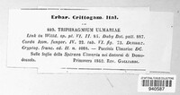 Triphragmium ulmariae image